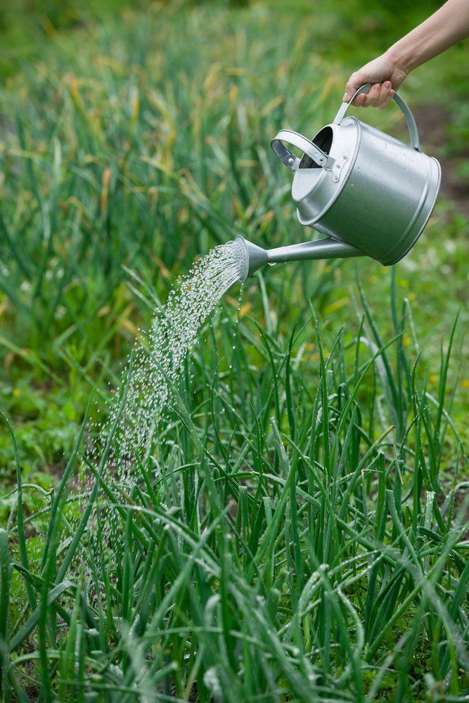 Watering onions