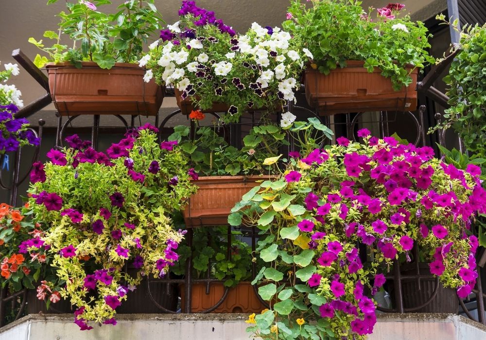 balcony-garden-petunia