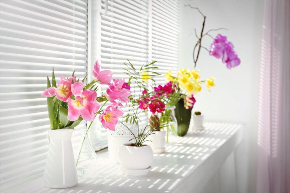 colourful-flowers-and-houseplants