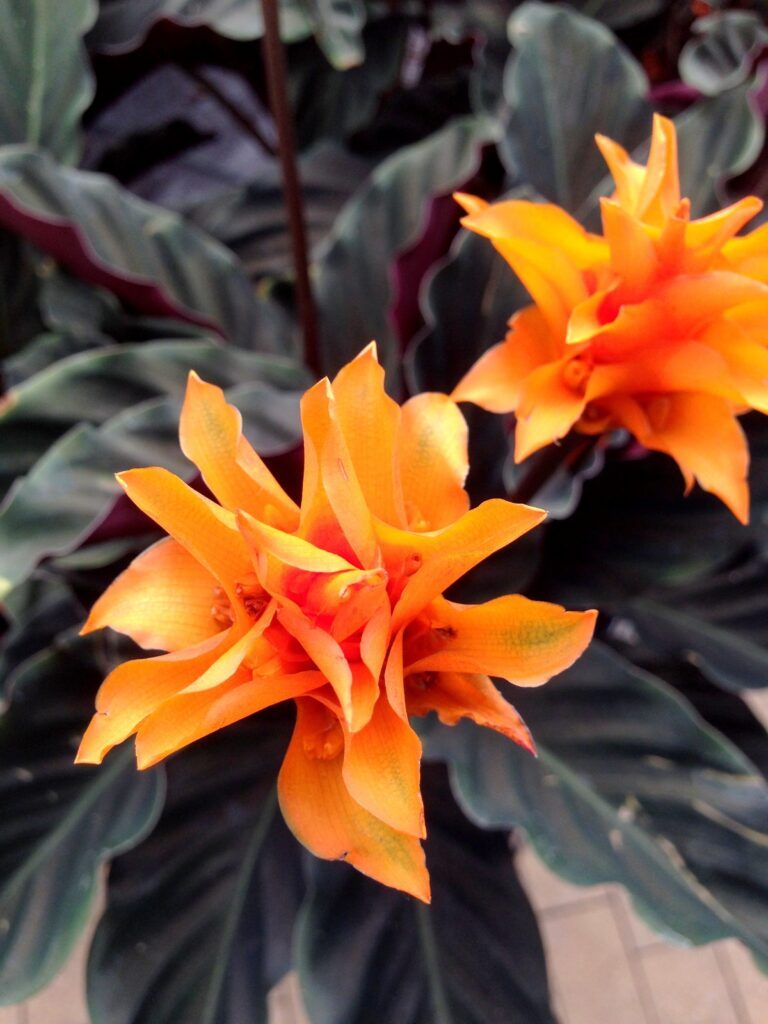 colourful-houseplant-eternal-flame-flower