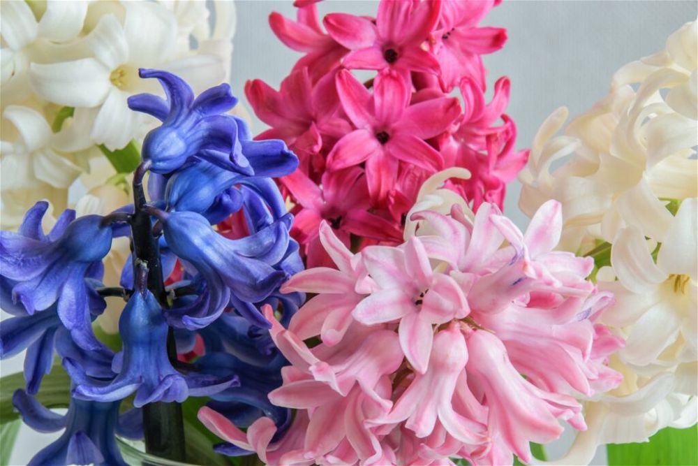 colourful-houseplant-indoor-hyacinths