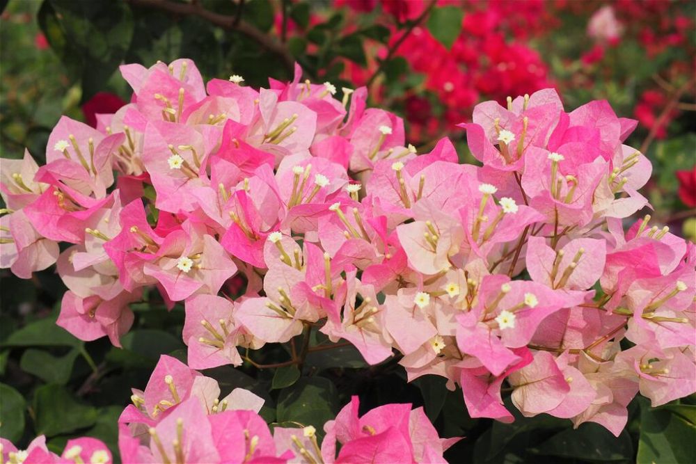 colourful-houseplant-light-soft-pink-Bougainvillea-flowers