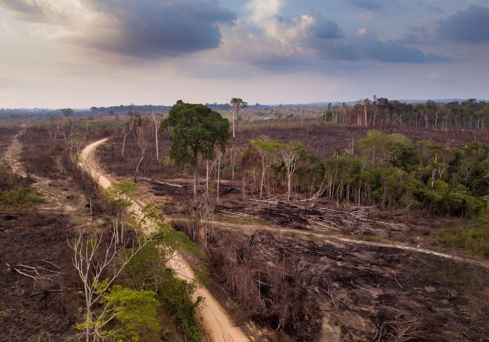 deforestation-in-the-amazon-rainforest