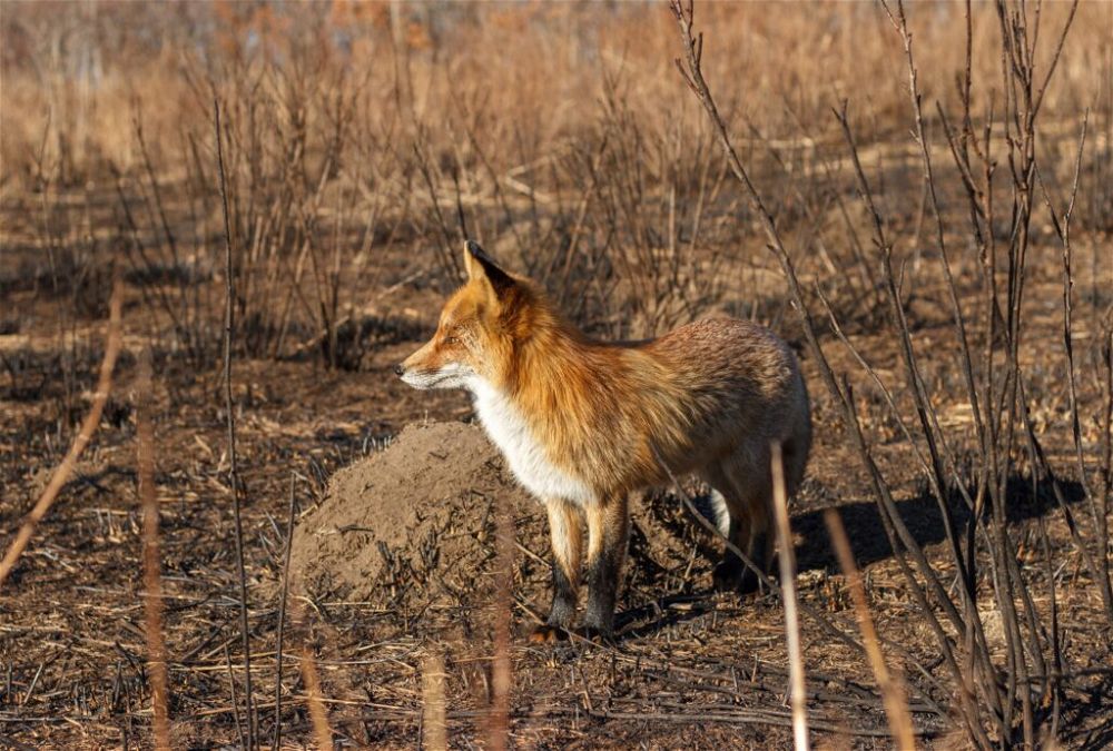 fox-stands-after-a-forest-fire