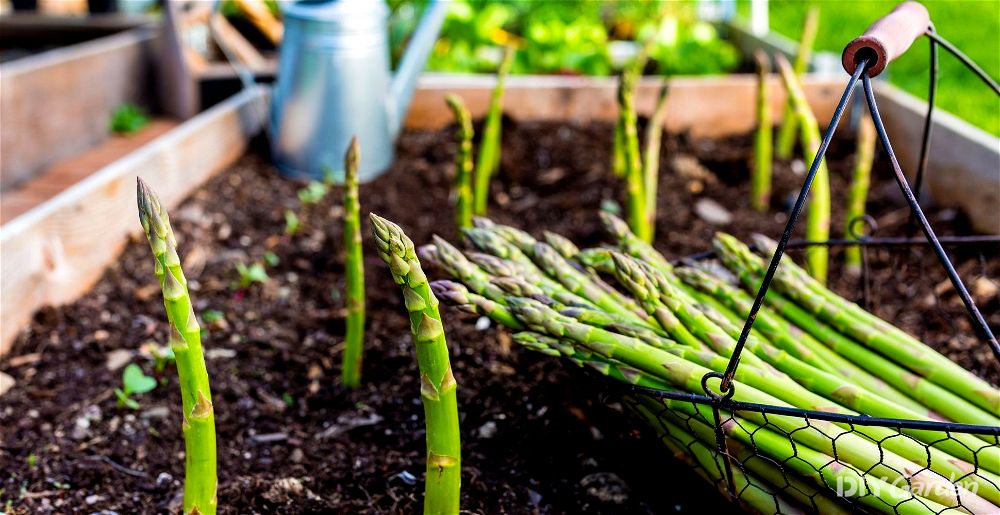 how to grow asparagus