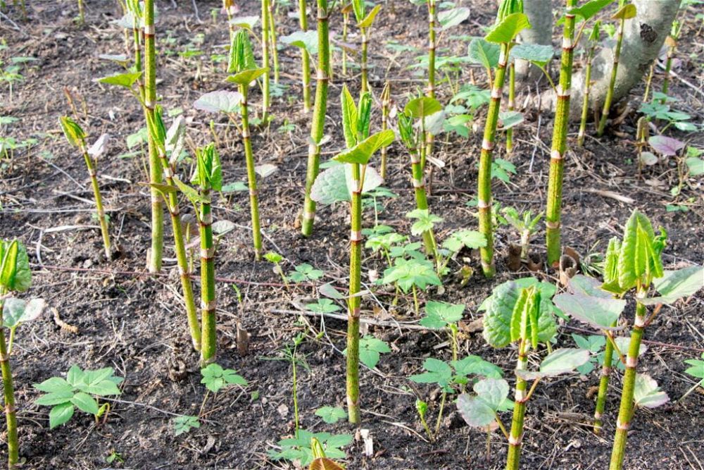 japanese-knotweed-stalks