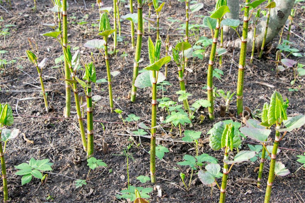 Japanese Knotweed - How To Get Rid Of It | DIY Garden™