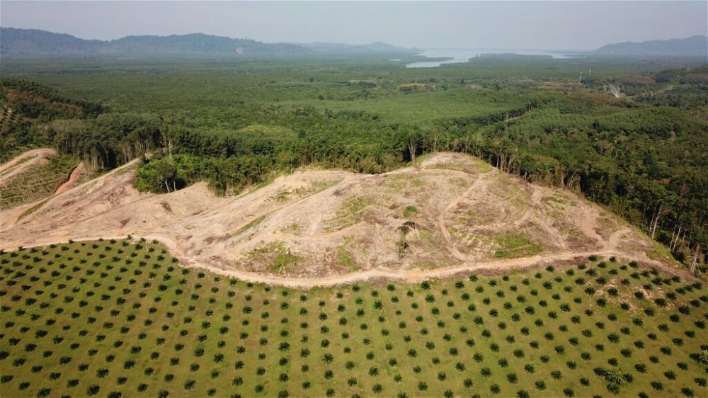 oil-palm-plantation-deforestation