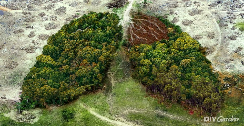 stop-deforestation