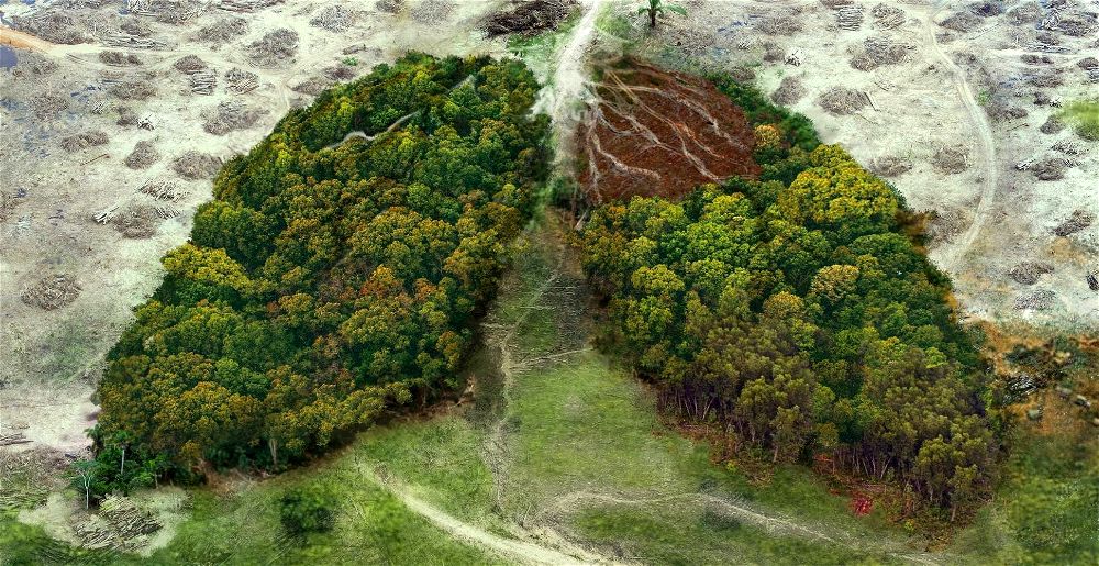 stop-deforestation