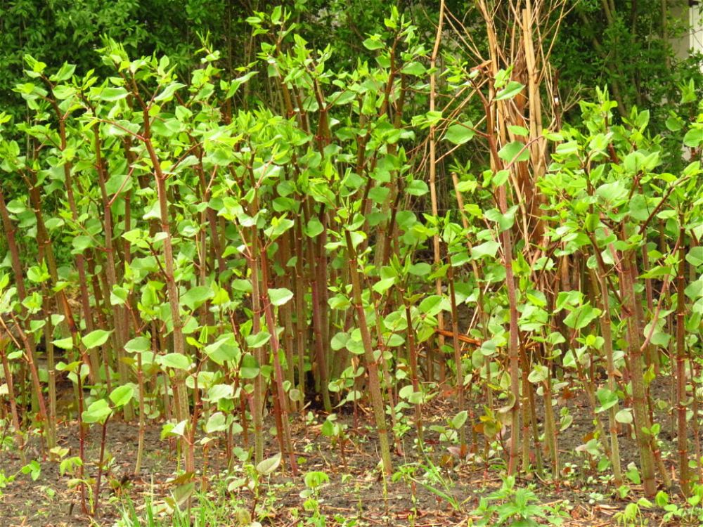 what is japanese knotweed