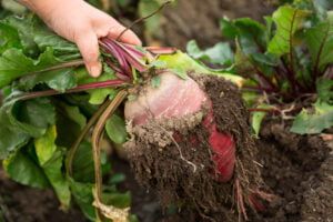 How to Grow Beetroot in The UK (12 Step Guide)