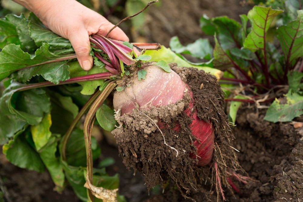 Hand holding freshly harvested beetroot