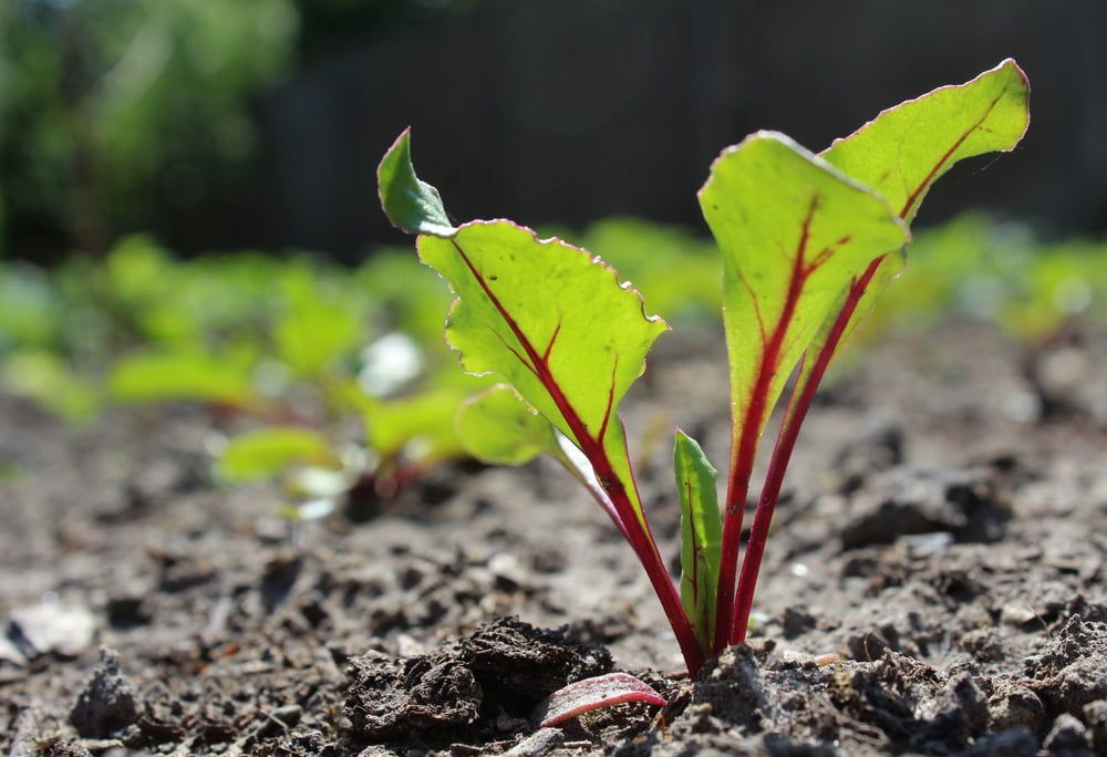 Beetroot seedling in garden