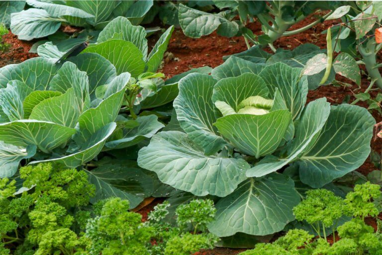 How to Grow Summer Cabbages at Home (2024 Harvest Guide)