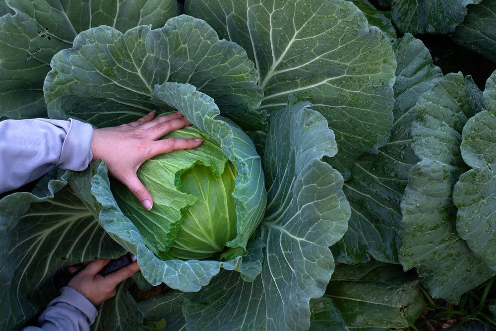 Hands harvesting cabbage