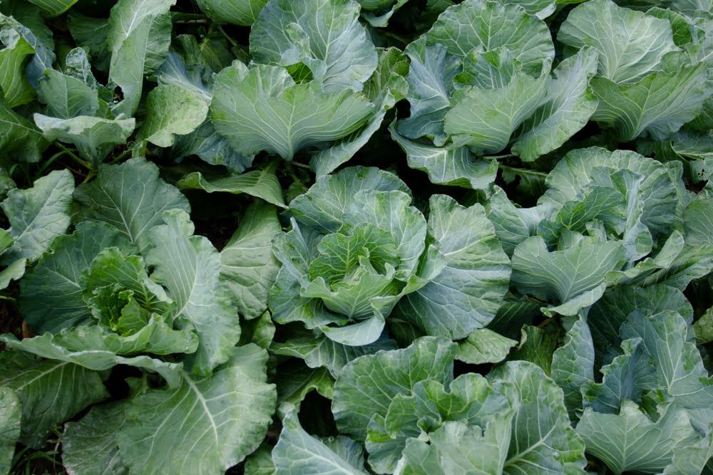 Cauliflower plants in garden