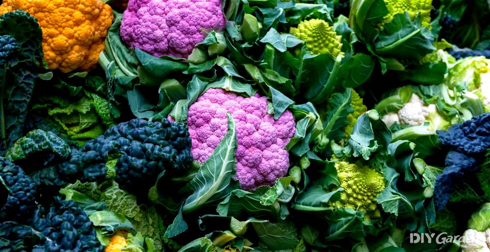 Colourful cauliflower heads