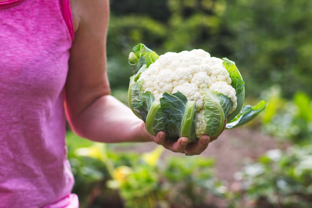 Woman holding harvested cauliflower