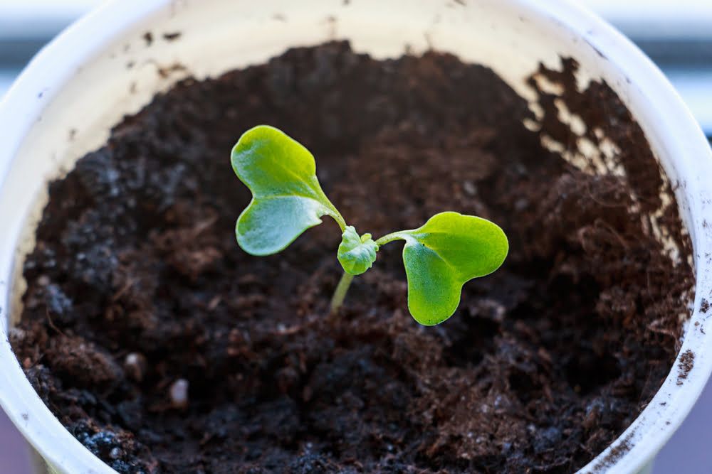 Cauliflower seedling