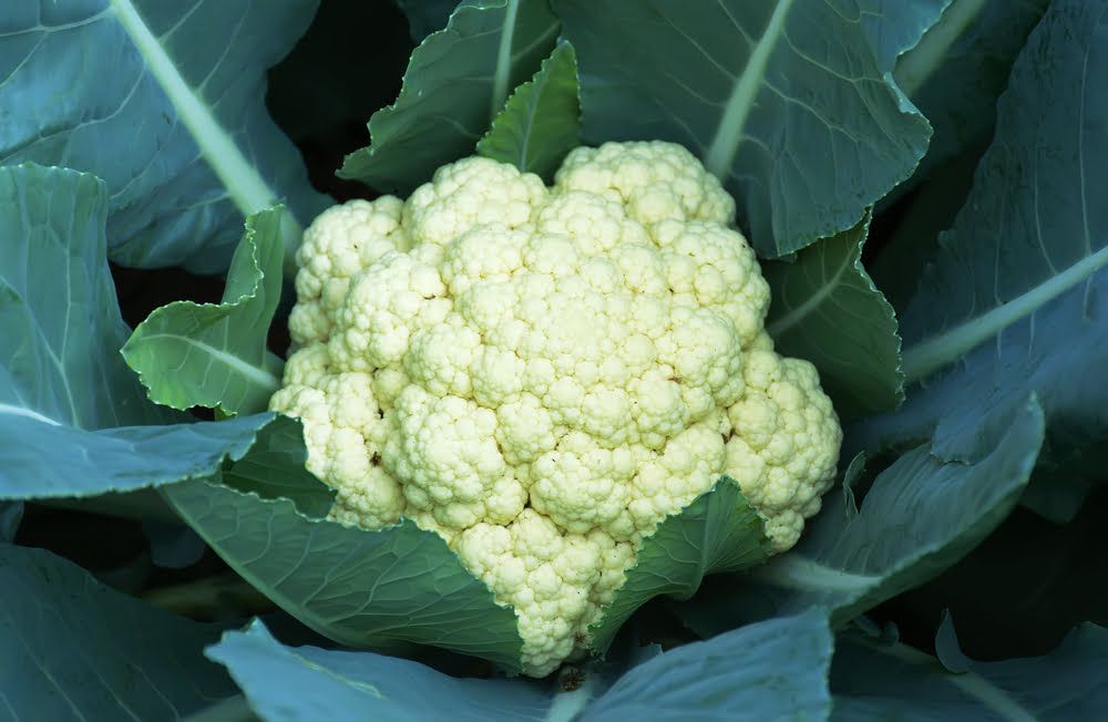 Cauliflower plant