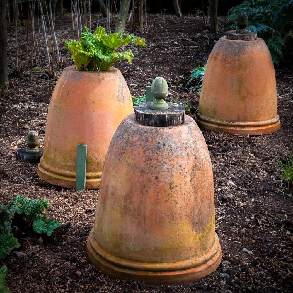 Pots over rhubarb plants to force them on