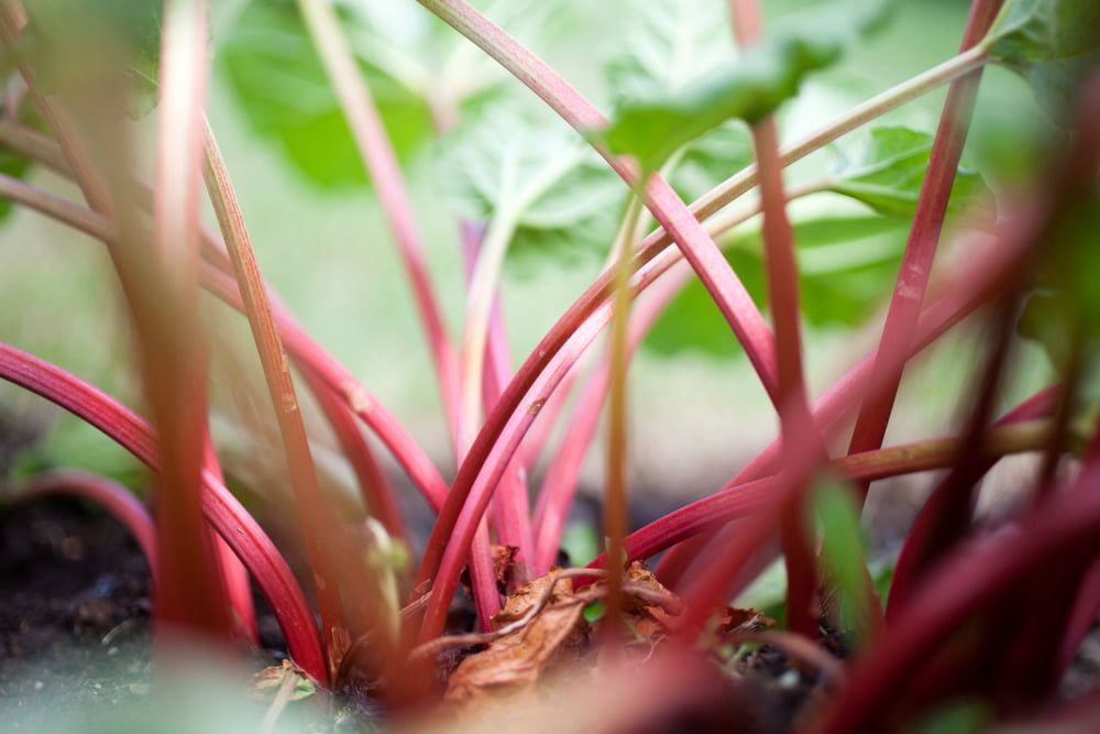 Young rhubarb plants