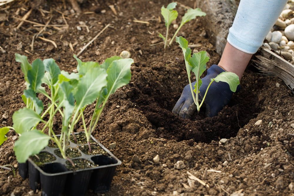 Gardener planting out cauliflower plants