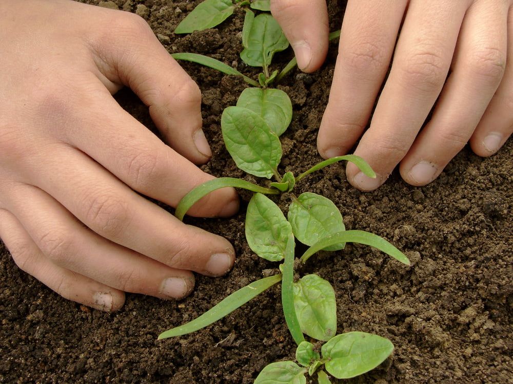 Hands planting spinach seedlings