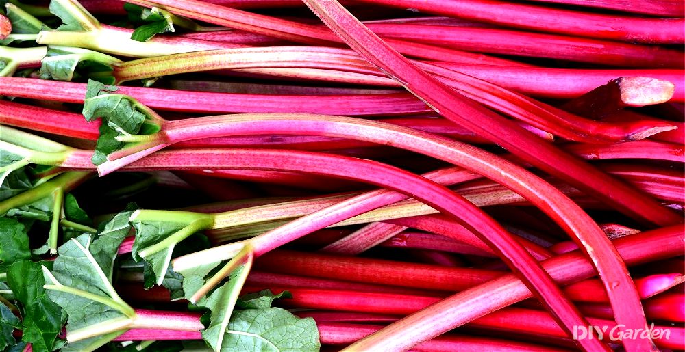 Rhubarb stalks