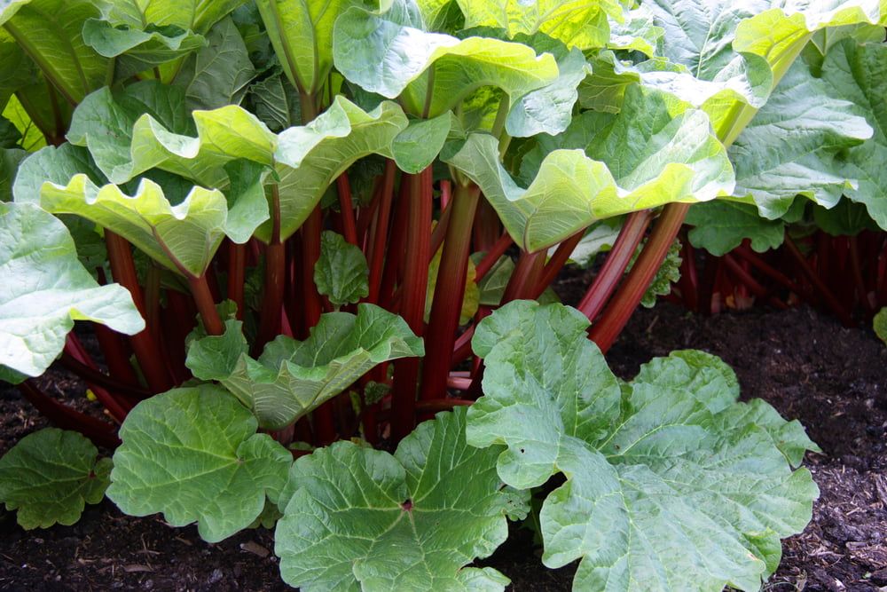 Rhubarb growing