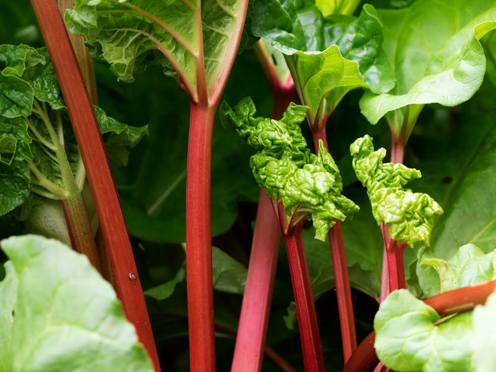 Rhubarb plants