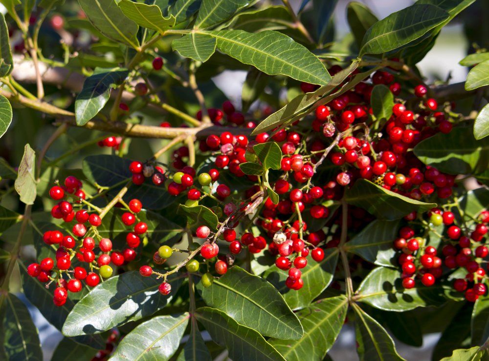 Szechuan pepper berries on plant