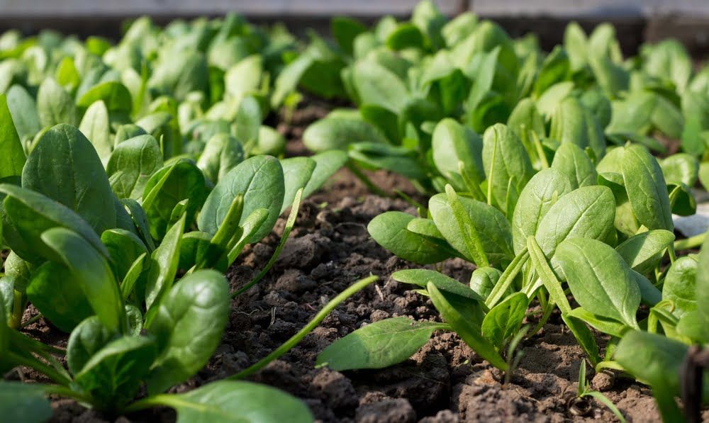 Spinach plants growing