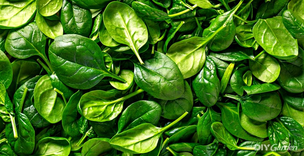 Spinach leaves