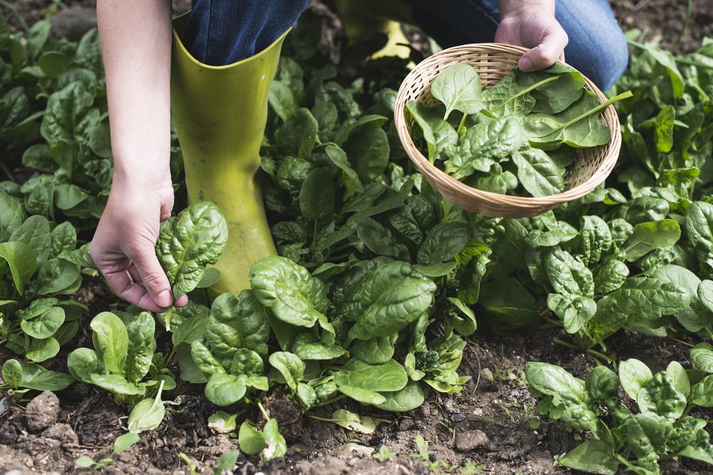 Person picking spinach leaves