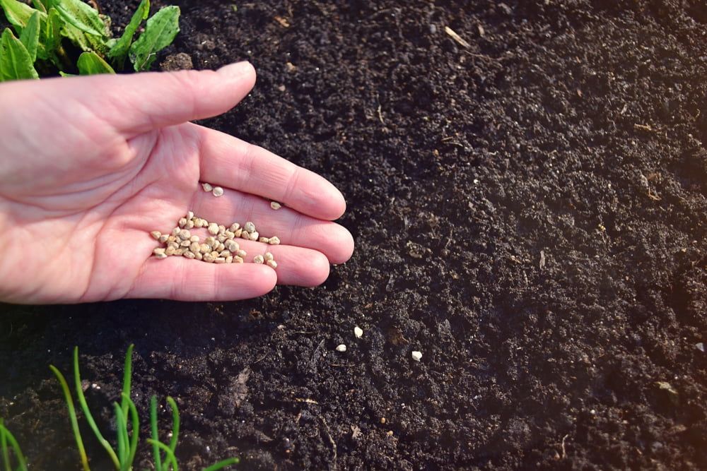 Hands sowing spinach seeds