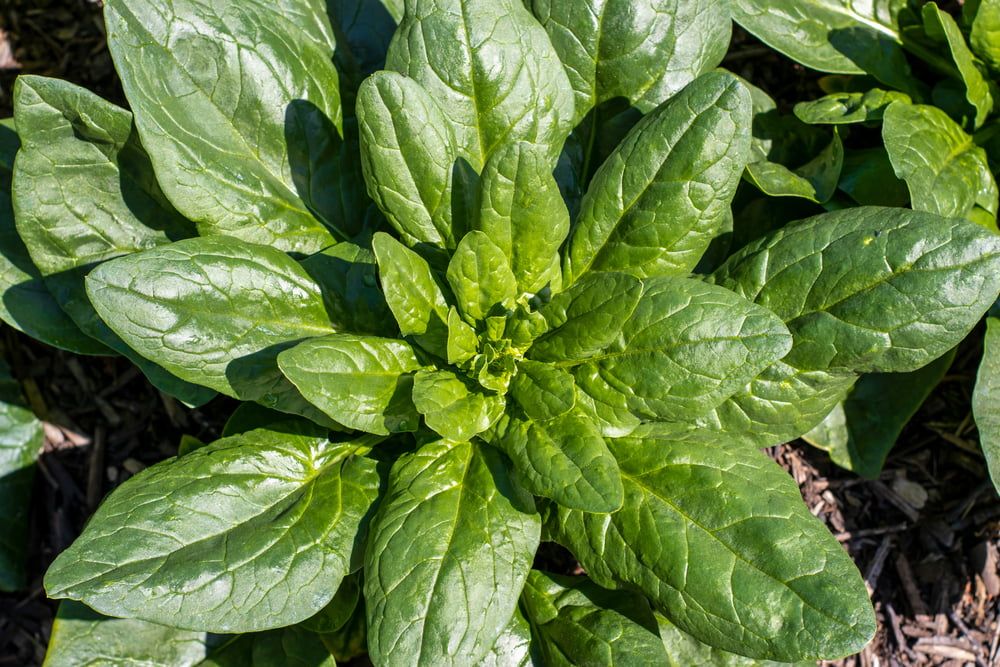 Spinach plant