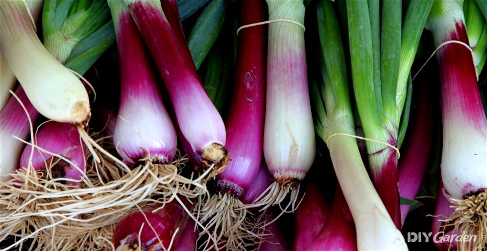 How to Grow Spring Onions From Seed at Home (2023 Guide)