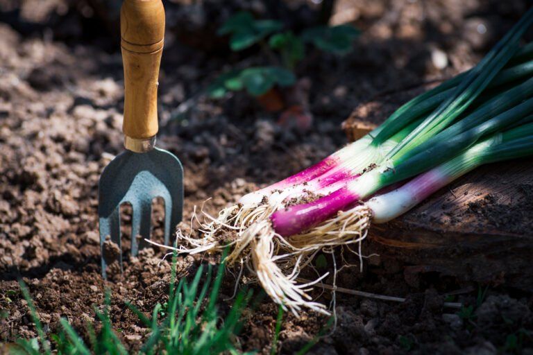 How to Grow Spring Onions From Seed at Home (2024 Guide)