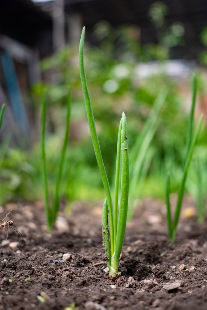 Spring onions growing