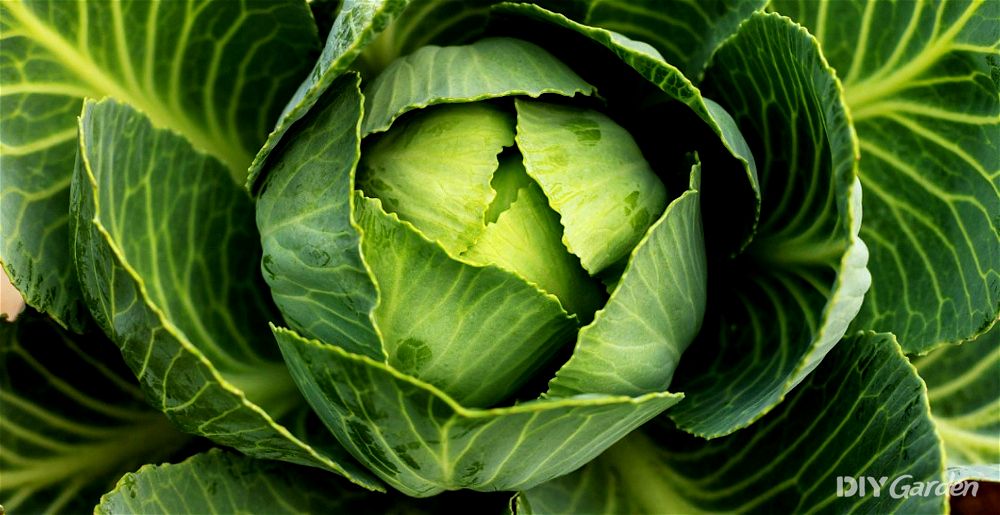 Cabbage