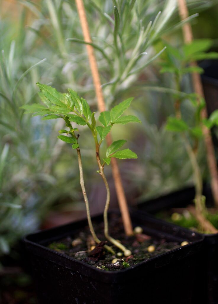 How to Grow Szechuan Pepper at Home (2024 Harvest Guide)