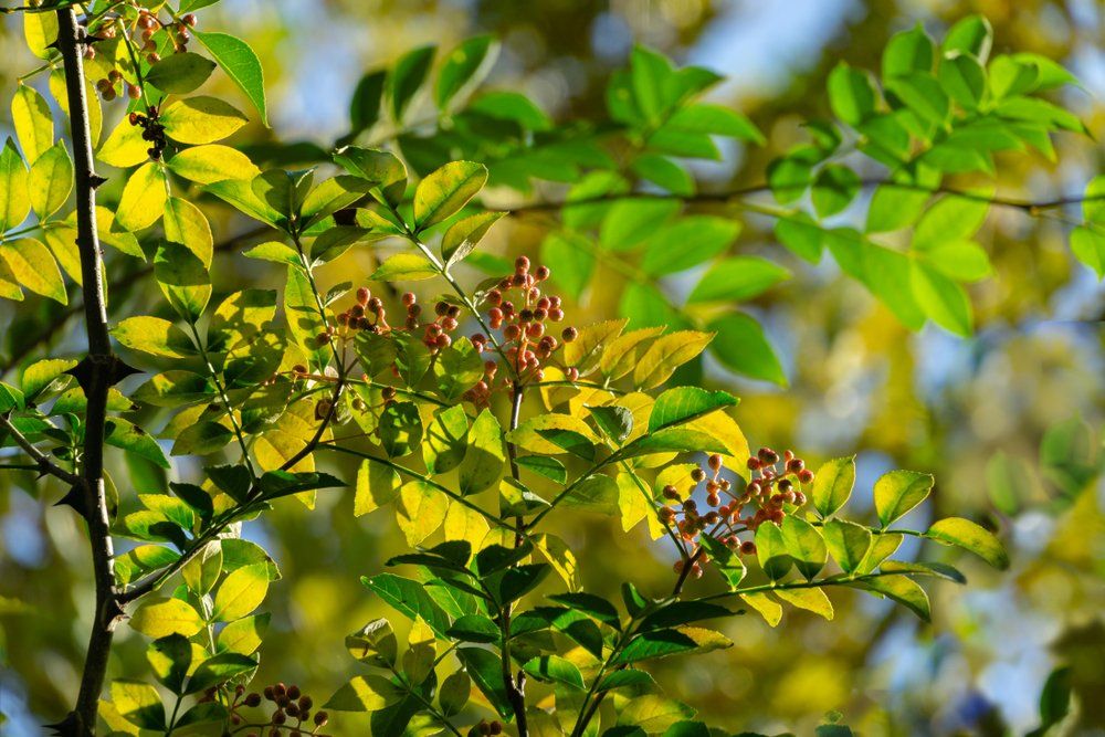 Szechuan pepper plant