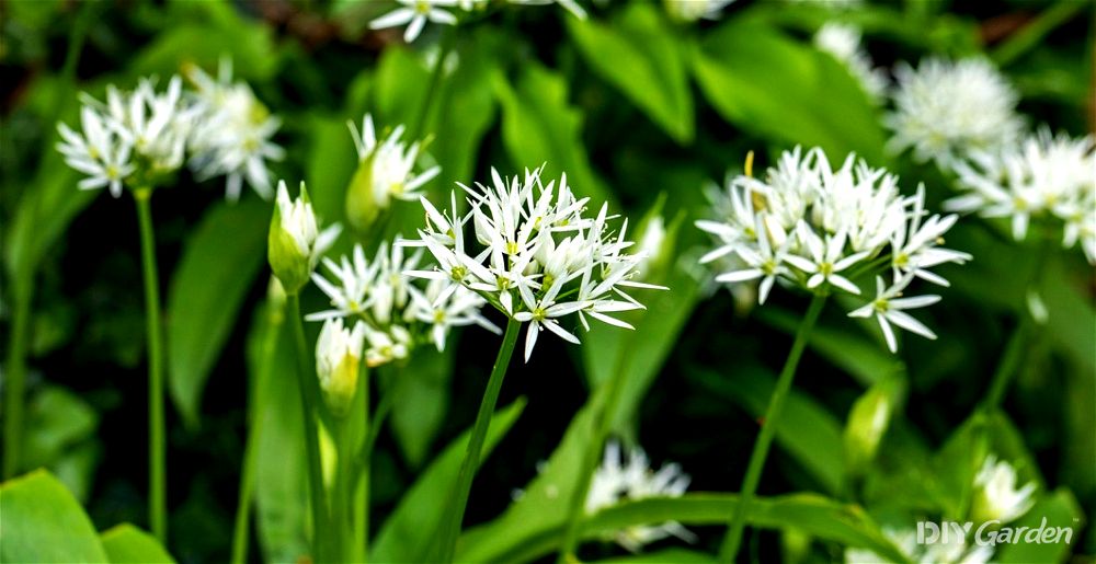 Wild garlic leaves and flowers