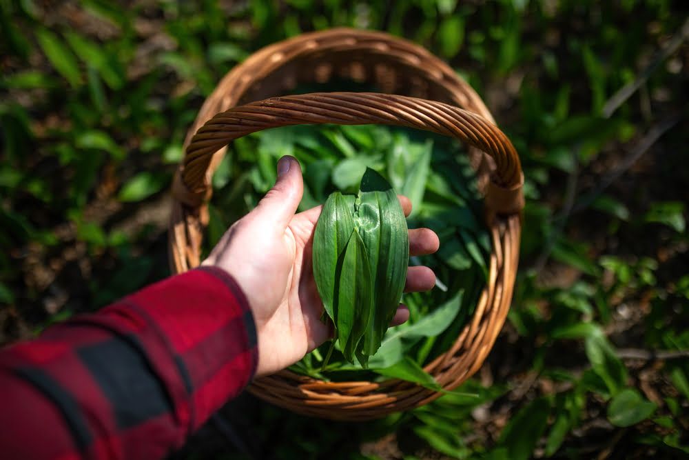 Hand holding harvested wild garlic leaves