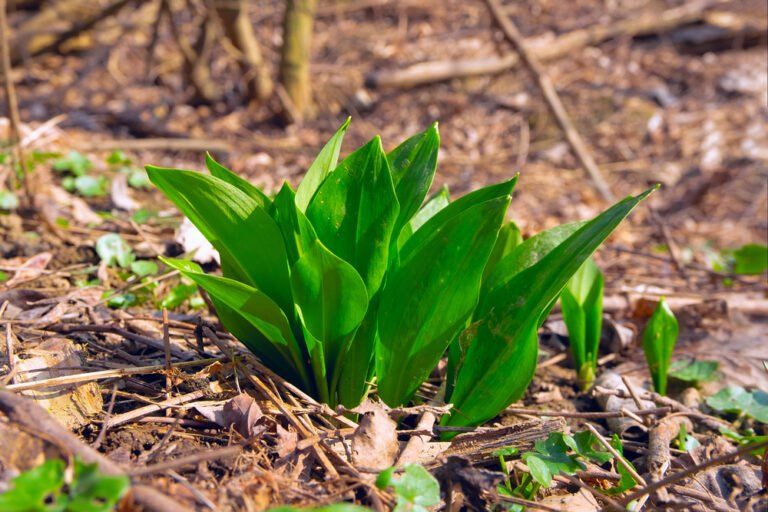 How to Grow Wild Garlic at Home (2024 Harvest Guide)