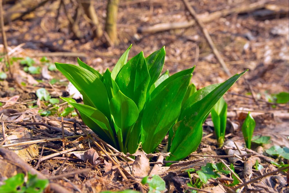 Wild garlic plant