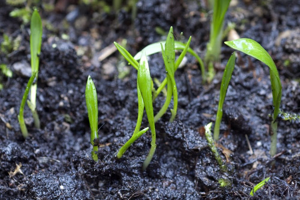 Young shoots of wild garlic