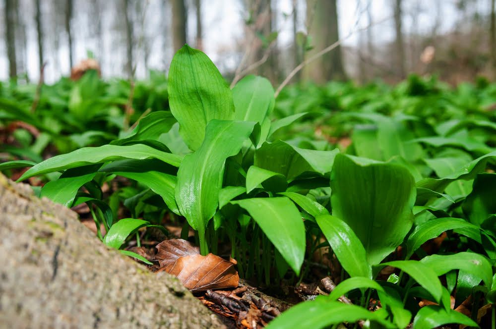 Wild garlic plants growing